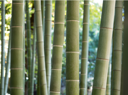 たけのこの種類