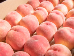 福島の桃は種類が多く、袋をかけない「無袋栽培」が広く行われている。