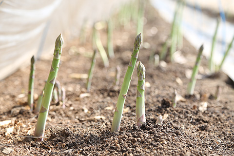 写真:畑の土から伸びるアスパラガス