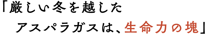 厳しい冬を越したアスパラガスは、生命力の塊