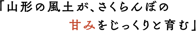 山形の風土が、さくらんぼの甘みをじっくりと育む