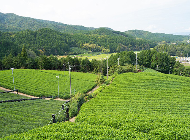 写真：茶畑