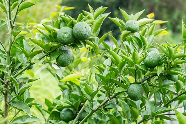 写真：すだちのなる様子
