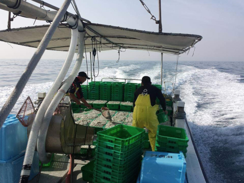 写真:シラス漁の様子