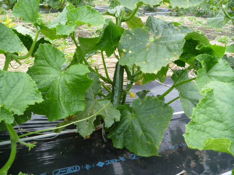 写真:畑になるきゅうり