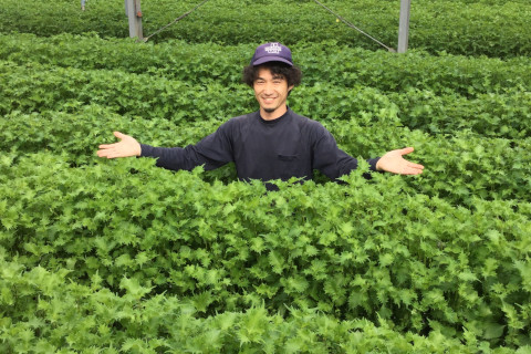 写真:大葉の茂る様子