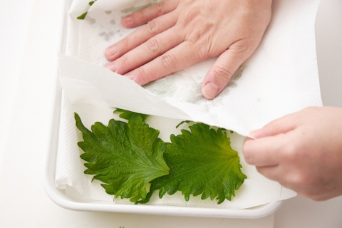 写真：大葉の水気をキッチンペーパーでとる