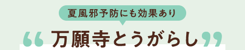 夏風邪予防にも効果あり 万願寺とうがらし