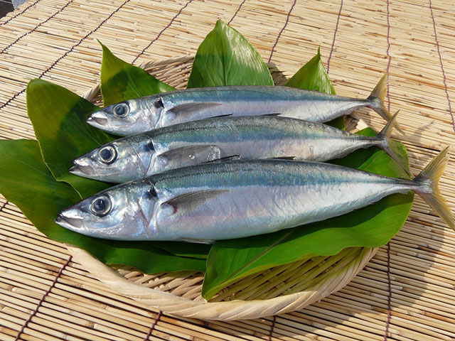 写真：ムロアジ