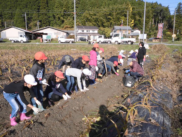 写真：天内芋を栽培