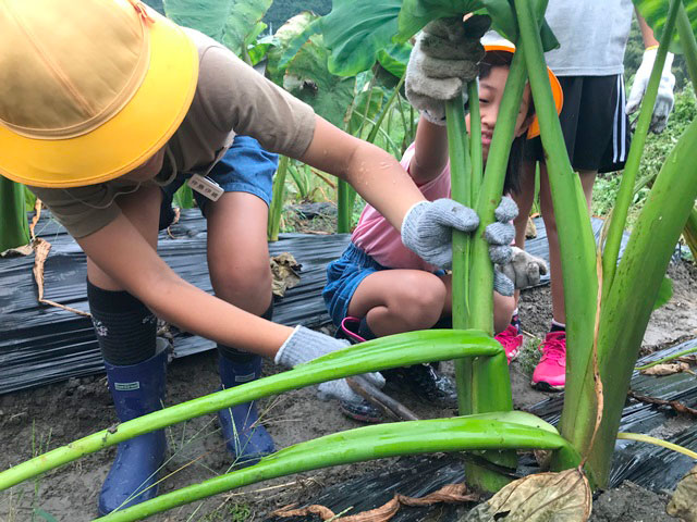 写真：天内芋を栽培