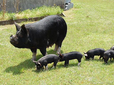 写真:黒豚