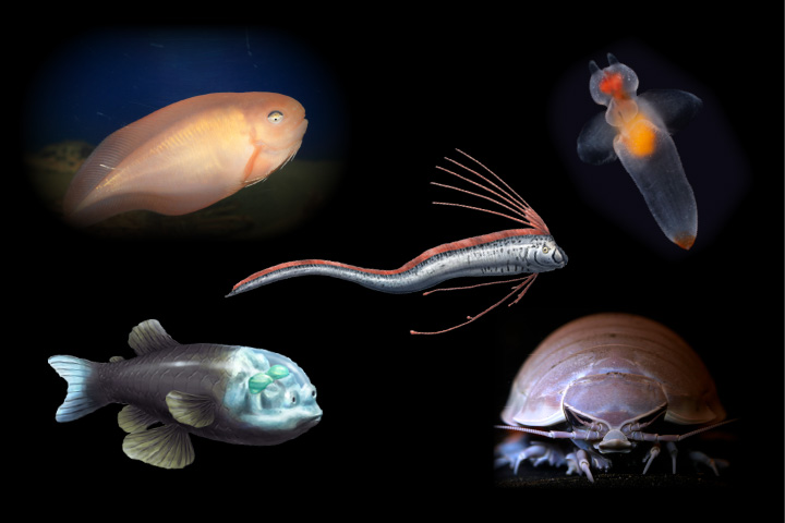 画像:深海魚イメージ
