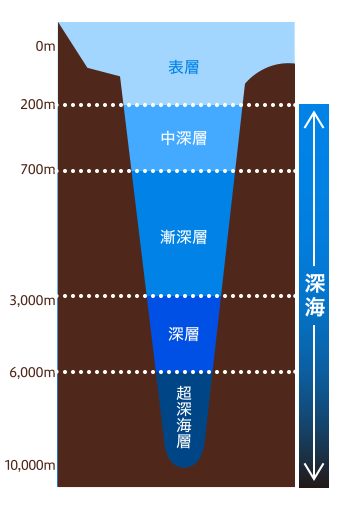 図:水深0~200mが表層、200m以降が深海。200~700mが中深層、700~3000mが漸深層、3000~6000mが深層、6000~10000mが超深海層