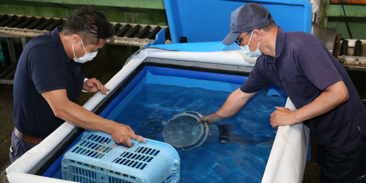 写真:魚活ボックスの技術