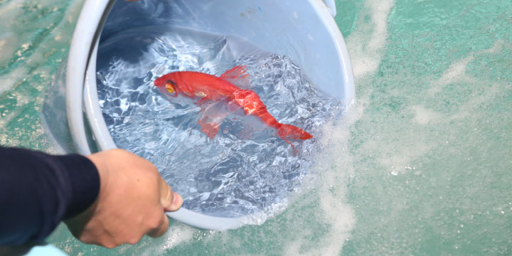 写真:キンメダイ