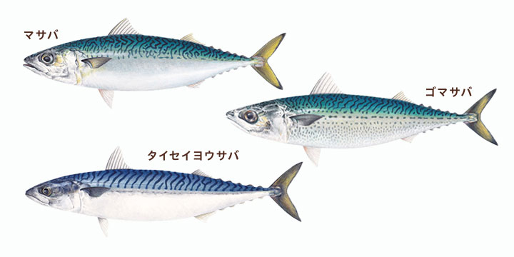 写真：サバの種類　マサバ、ゴマサバ、タイセイヨウサバ
