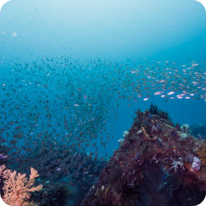 写真：人工魚礁