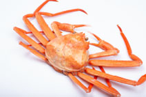 写真：ズワイガニ