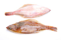 写真：アカガレイ