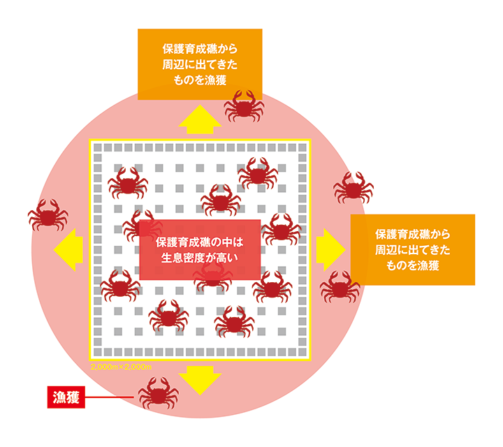 図:保護育成礁の中にいるズワイガニの生息密度は高い。保護育成礁から周辺に出てきたものを漁獲。