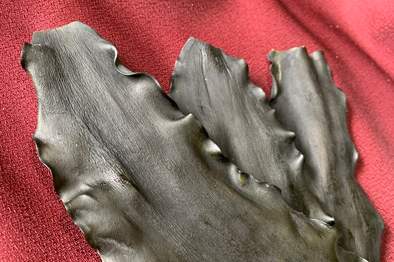 写真：リシリコンブ