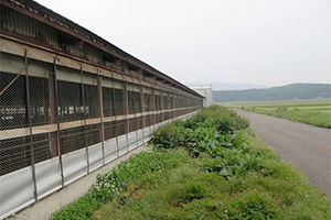 写真：朝の豚舎見回り