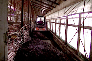 写真：豚房の除糞作業