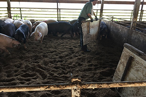 写真：出荷豚の計量、選抜