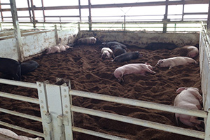 写真：夕方の豚舎見回り