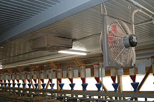 写真：朝の豚舎見回り