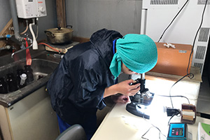 写真：人工授精