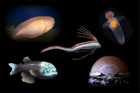 写真:夏バテ予防レシピ