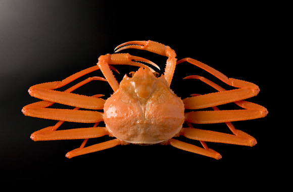 写真：ベニズワイガニ