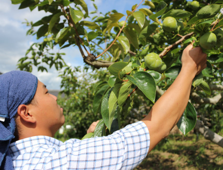 写真:収獲の様子