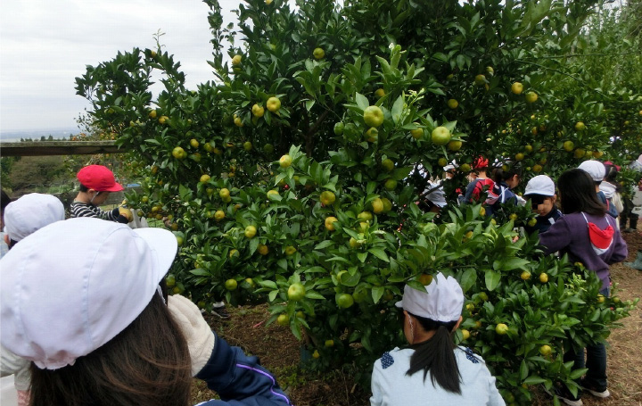 写真:福来みかんの収穫風景