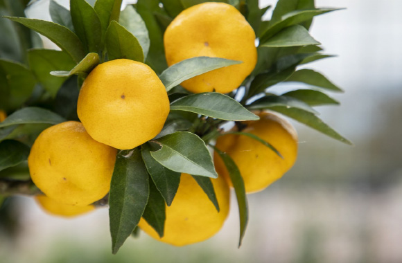 写真:福来みかん