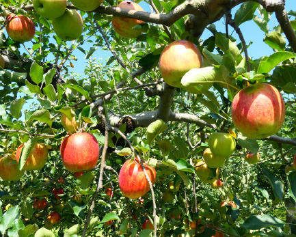 写真:りんごの木