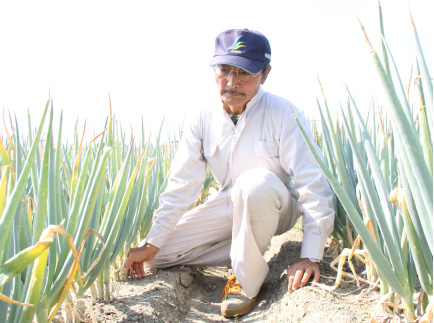 写真:収獲の様子
