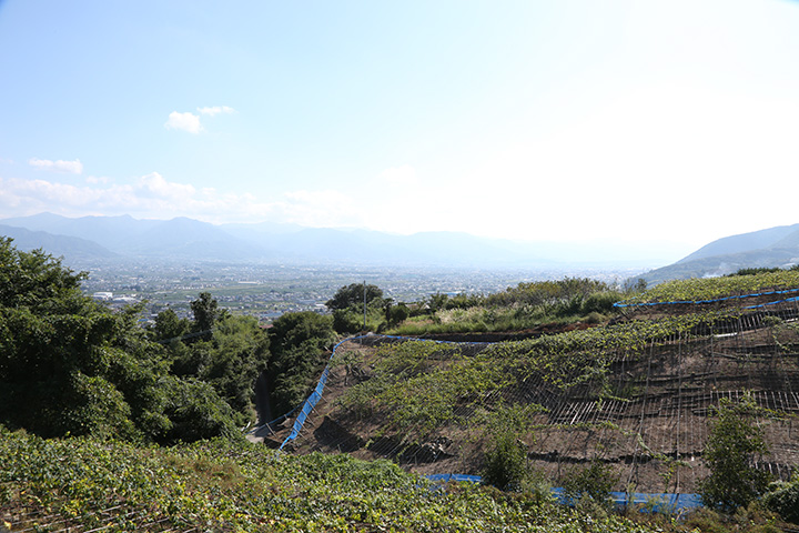 写真:山梨県の山地