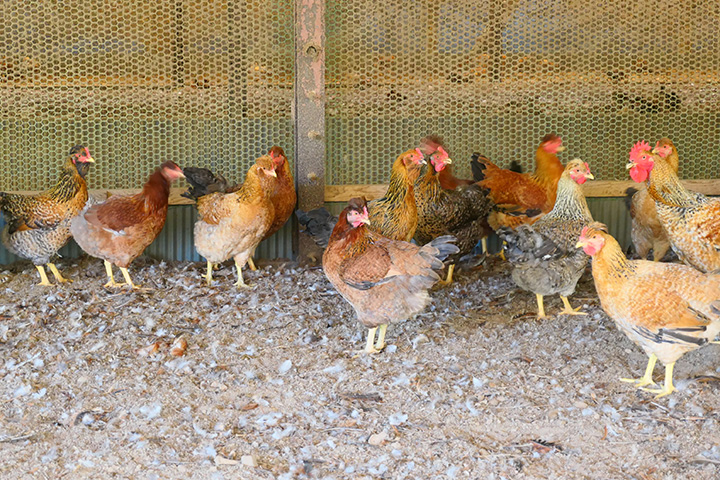 写真：みやざき地頭鶏