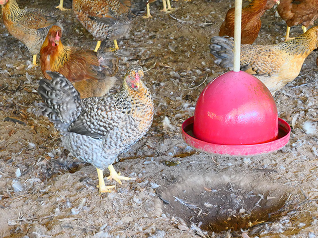 写真:みやざき地頭鶏