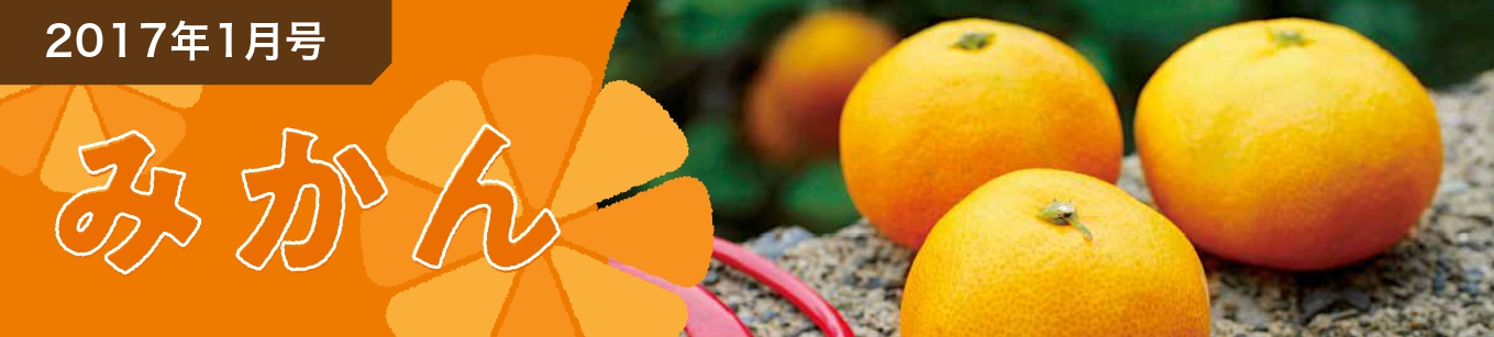 2017年1月号 みかん