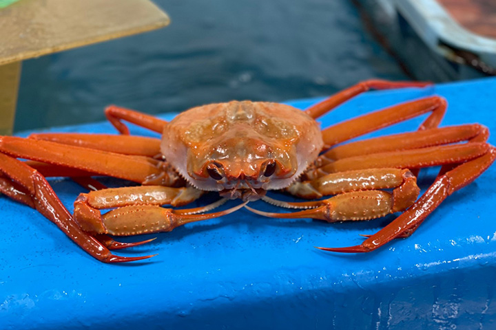 写真：カニ