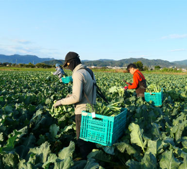 写真：ブロッコリー