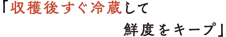 「収穫後すぐ冷蔵して鮮度をキープ」