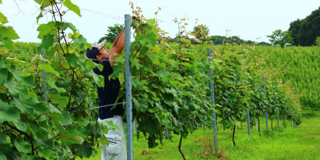 写真：能登ワイン