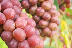 写真:小樽発祥のぶどう「旅路」