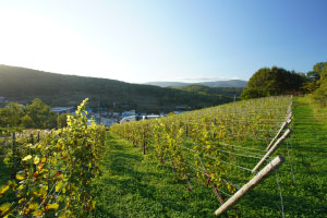 写真:北海道のワイン用ぶどうの生産