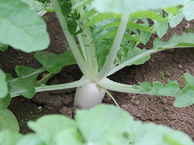 写真：亀戸ダイコン